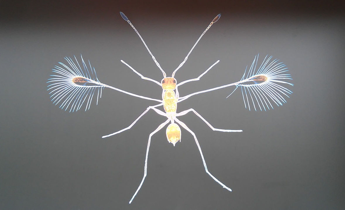 Hier erscheint bald ein Bild...