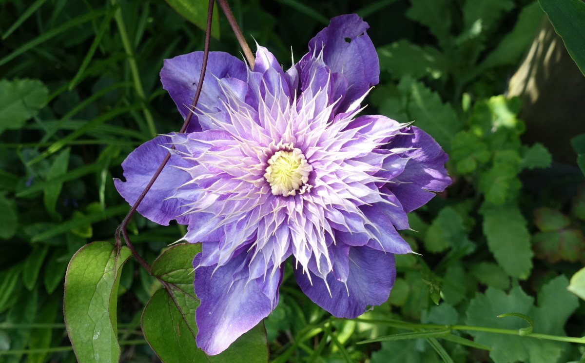 Hier erscheint bald ein Bild...