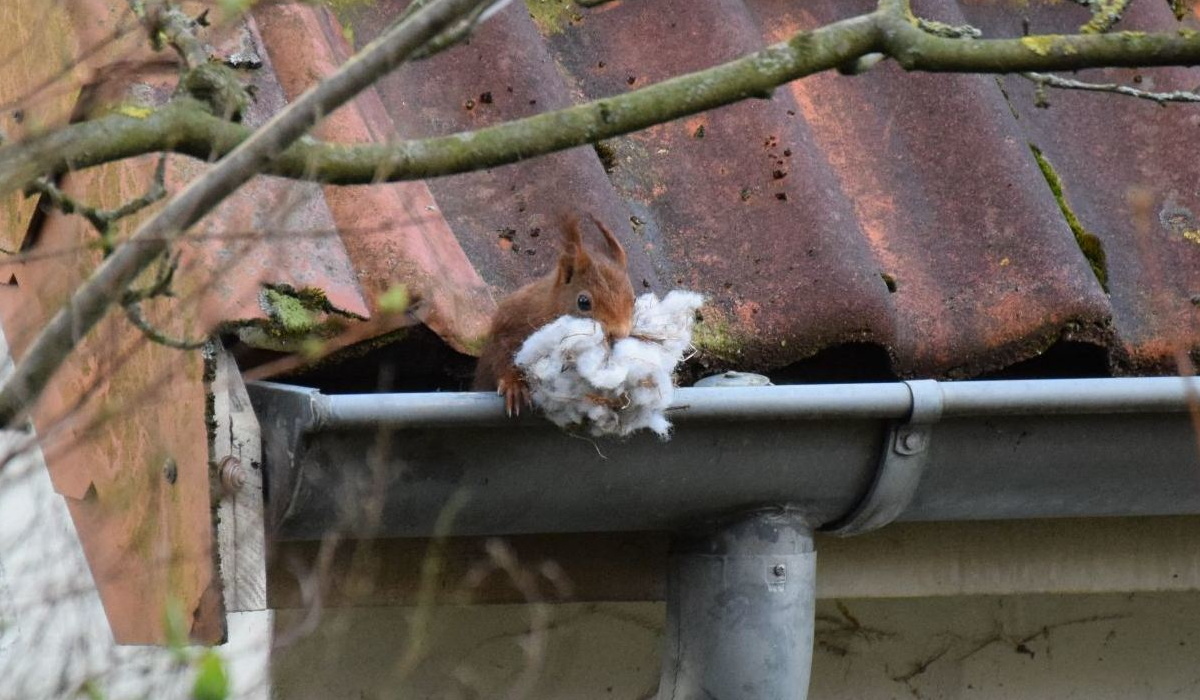 Hier erscheint bald ein Bild...