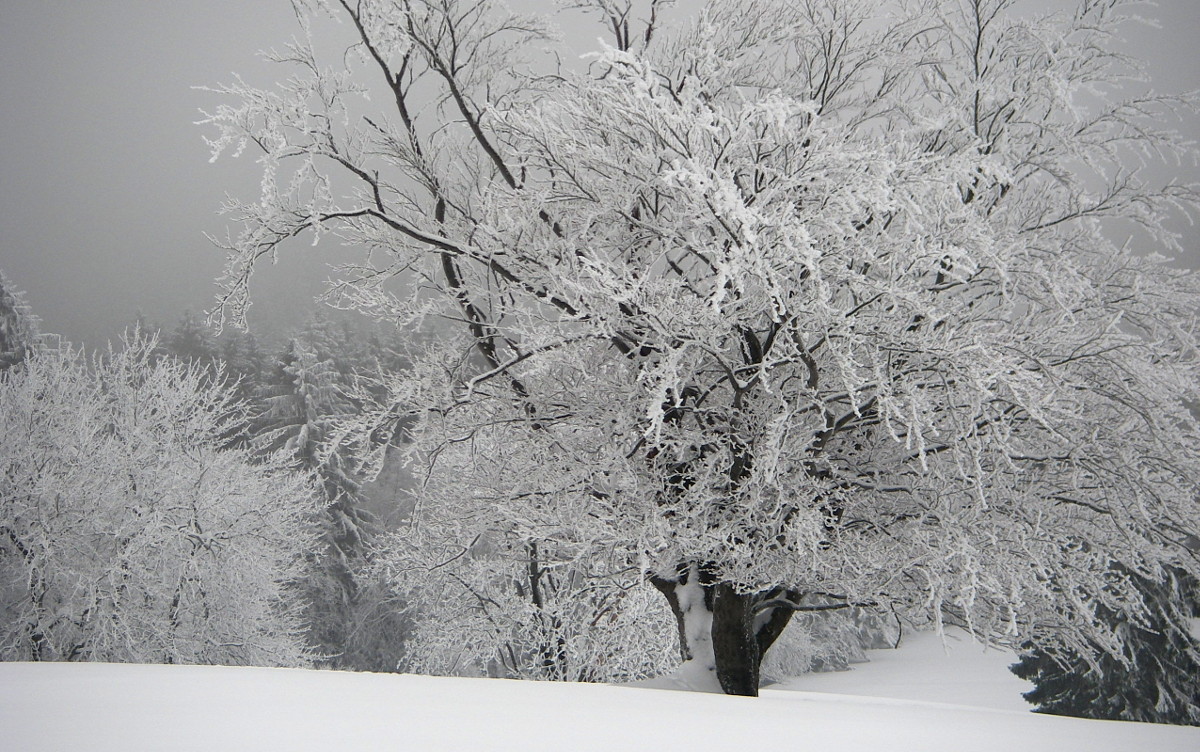 Hier erscheint bald ein Bild...