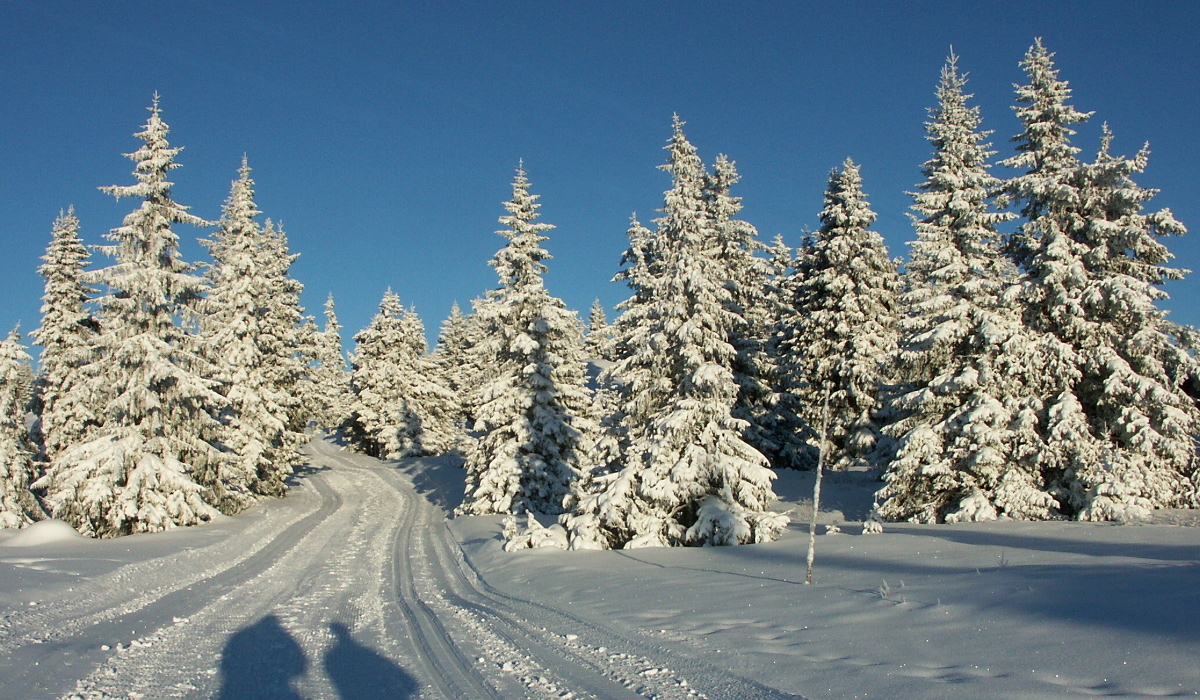 Hier erscheint bald ein Bild...