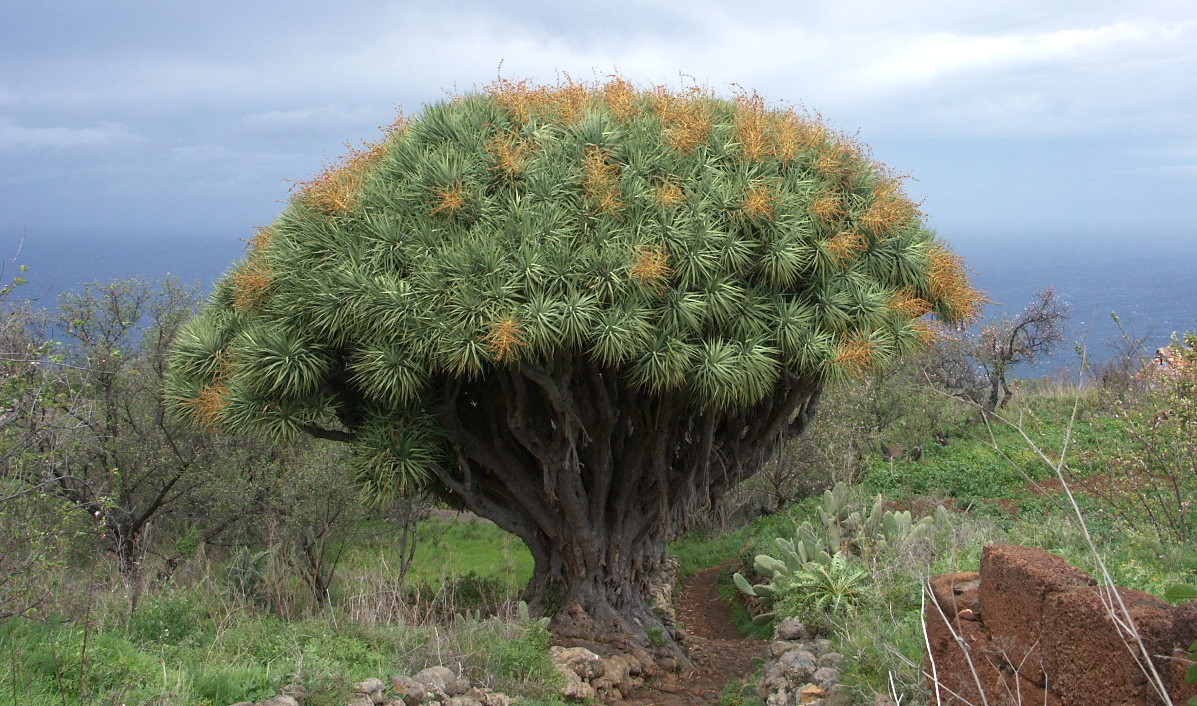 Hier erscheint bald ein Bild...