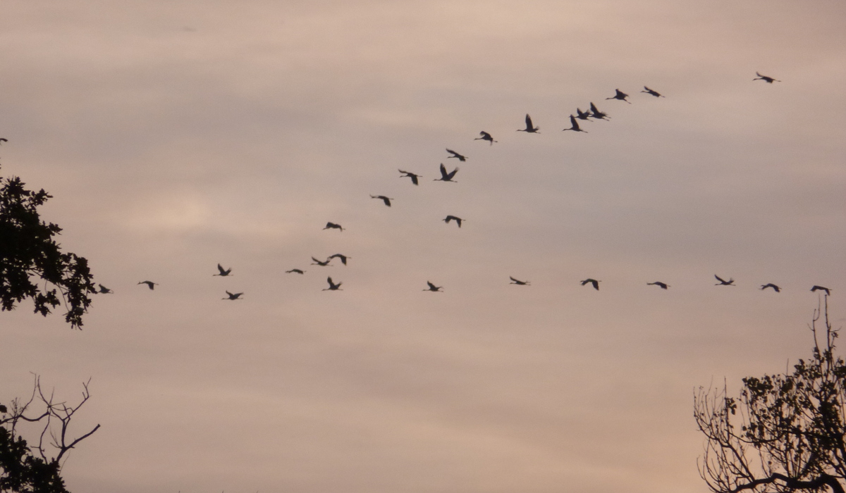 Hier erscheint bald ein Bild...